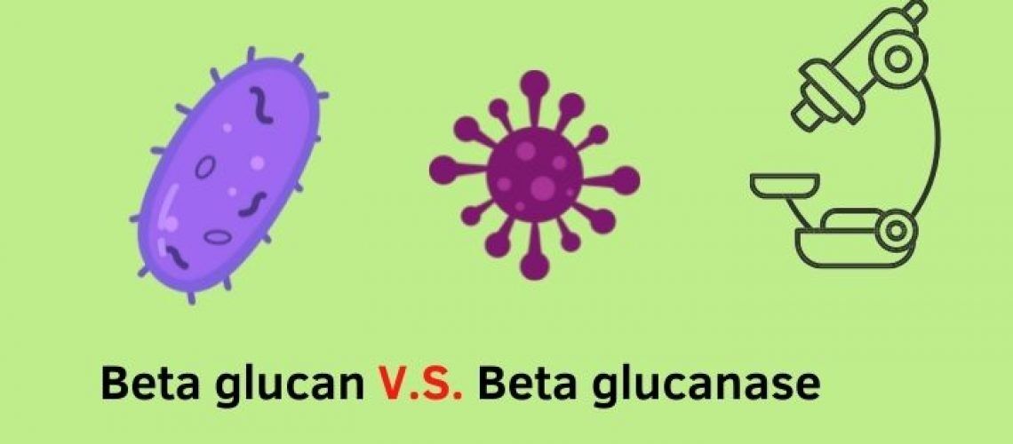 Beta glucan V.S. Beta glucanase
