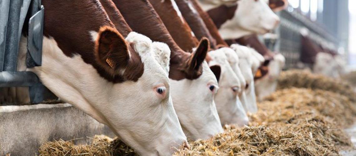 Yeast products in feed additives and ingredients